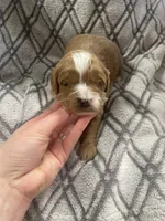 Granger , a male Cavapoo for sale in Lancaster, MO – Photo 3 of 4