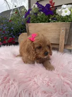 Piper, a female Cavapoo for sale in Lancaster, MO – 5 of 6