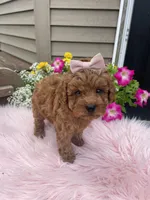 Piper, a female Cavapoo for sale in Lancaster, MO – 7 of 10