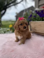 Piper, a female Cavapoo for sale in Lancaster, MO – 2 of 6