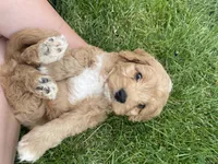 Oliver , a male Cavapoo for sale in Lancaster, MO – 2 of 5