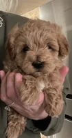 Angel , a female Maltipoo for sale in Lancaster, MO – Photo 1 of 2