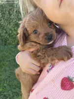 Oliver, a male Cavapoo for sale in Lancaster, MO – 3 of 5