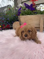 Piper, a female Cavapoo for sale in Lancaster, MO – 6 of 6