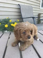 Oliver, a male Cavapoo for sale in Lancaster, MO – 2 of 5
