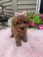 Piper, a female Cavapoo for sale in Lancaster, MO – 8 of 10