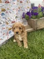 Oliver , a male Cavapoo for sale in Lancaster, MO – 3 of 5