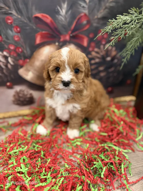 Dory – Cavapoo puppy for sale in Lancaster, MO