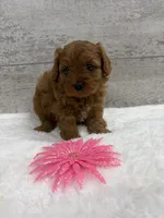 Olivia, a female Cavapoo for sale in Lancaster, MO – 3 of 3