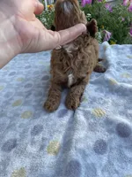 Jack, a male Maltipoo for sale in Lancaster, MO – 6 of 10
