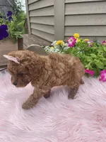 Piper, a female Cavapoo for sale in Lancaster, MO – 9 of 10
