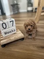 Sammy , a male Maltipoo for sale in Lancaster, MO – Photo 6 of 6