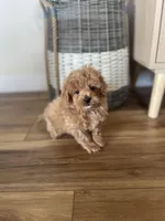 Sammy , a male Maltipoo for sale in Lancaster, MO – Photo 3 of 6