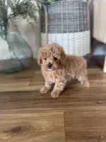 Sammy , a male Maltipoo for sale in Lancaster, MO – Photo 4 of 6