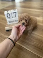 Sammy , a male Maltipoo for sale in Lancaster, MO – Photo 2 of 6