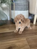 Sammy , a male Maltipoo for sale in Lancaster, MO – Photo 1 of 6