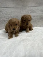 Sammy , a male Cavapoo for sale in Lancaster, MO – 2 of 5
