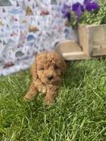 Bellamy , a male Cavapoo for sale in Lancaster, MO – 7 of 7
