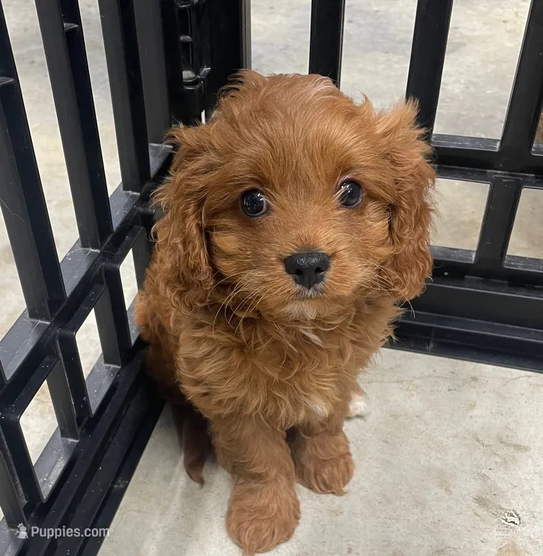 Grove  – Cavapoo puppy for sale in Lancaster, MO