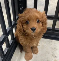 Grove , a male Cavapoo for sale in Lancaster, MO – 1 of 1