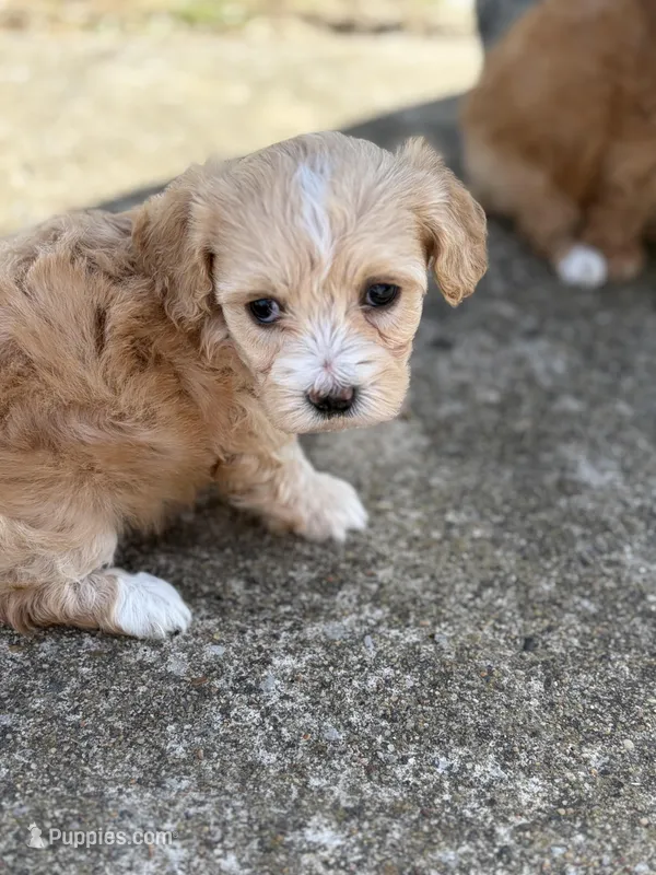 Sophie – Maltipoo puppy for sale in Lancaster, MO