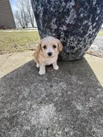 Sophie, a female Maltipoo for sale in Lancaster, MO – Photo 2 of 2