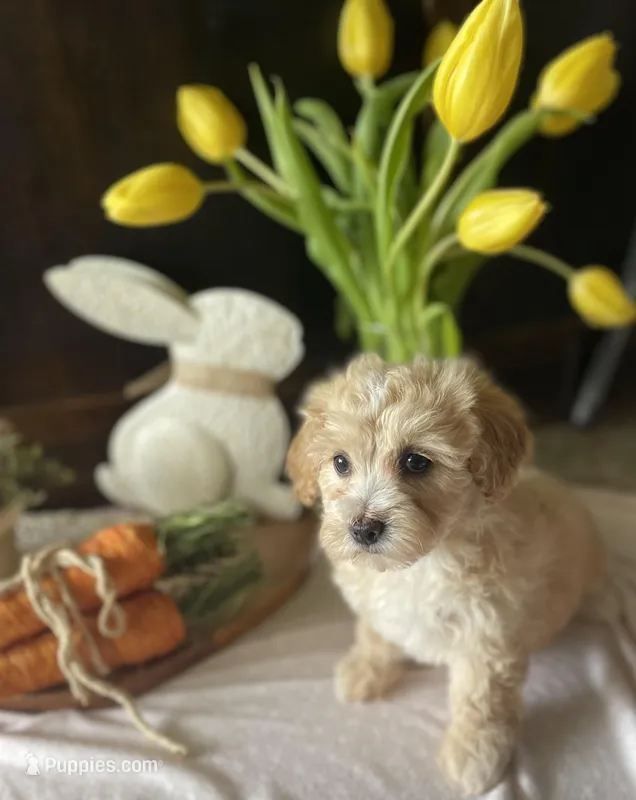 Sophie – Maltipoo puppy for sale in Lancaster, MO
