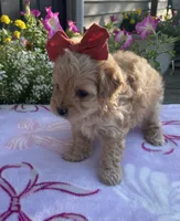 Piper, a female Maltipoo for sale in Lancaster, MO – 5 of 8