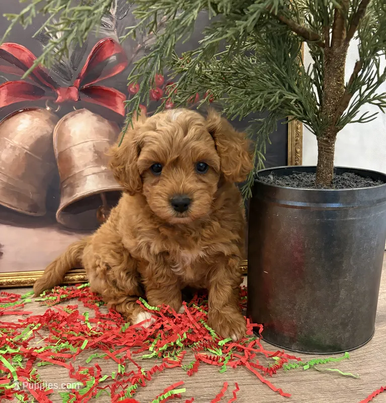 Oscar – Maltipoo puppy for sale in Lancaster, MO