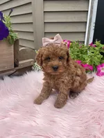 Piper, a female Cavapoo for sale in Lancaster, MO – 10 of 10