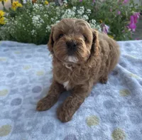 Jack, a male Maltipoo for sale in Lancaster, MO – 4 of 10