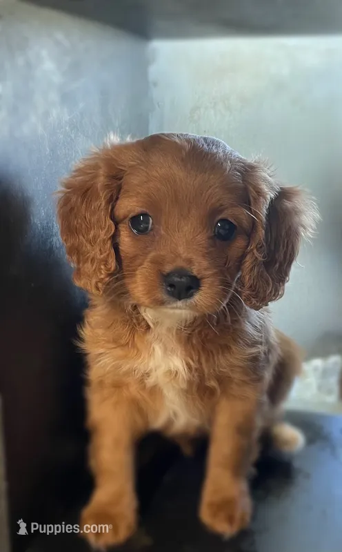 Sugar, a female Cavapoo for sale in Lancaster, MO – 1 of 3