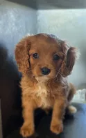Sugar, a female Cavapoo for sale in Lancaster, MO – 1 of 3