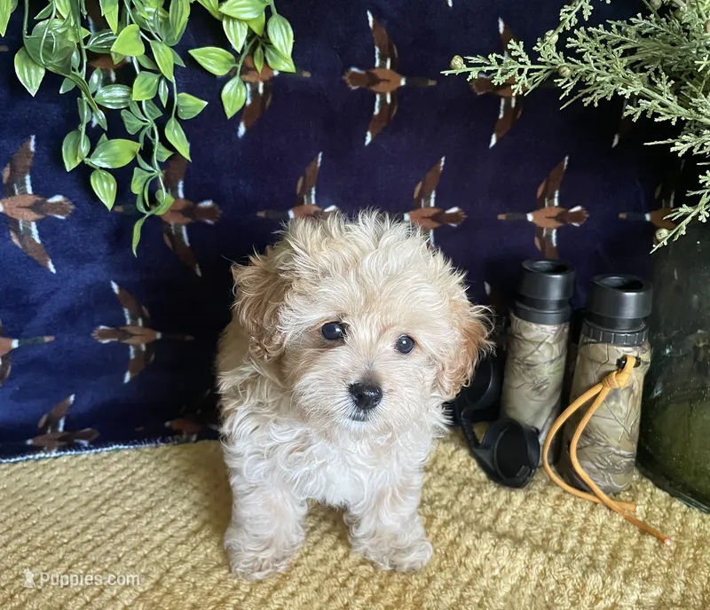Winston  – Maltipoo puppy for sale in Lancaster, MO