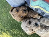 Jack, a male Maltipoo for sale in Lancaster, MO – 8 of 10