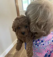 Piper, a female Cavapoo for sale in Lancaster, MO – 1 of 10