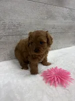 Olivia, a female Cavapoo for sale in Lancaster, MO – 2 of 3