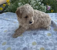 Winston , a male Maltipoo for sale in Lancaster, MO – 3 of 5