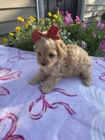 Piper, a female Maltipoo for sale in Lancaster, MO – 4 of 8
