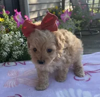 Piper, a female Maltipoo for sale in Lancaster, MO – 8 of 8