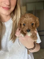 Gail, a female Cavapoo for sale in Lancaster, MO – Photo 2 of 4