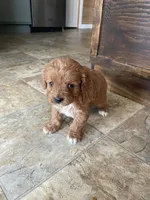 Gail, a female Cavapoo for sale in Lancaster, MO – Photo 4 of 4