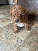 Gail, a female Cavapoo for sale in Lancaster, MO – Photo 3 of 4