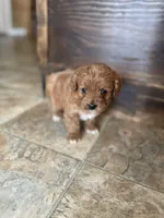 Gail, a female Cavapoo for sale in Lancaster, MO – Photo 1 of 4
