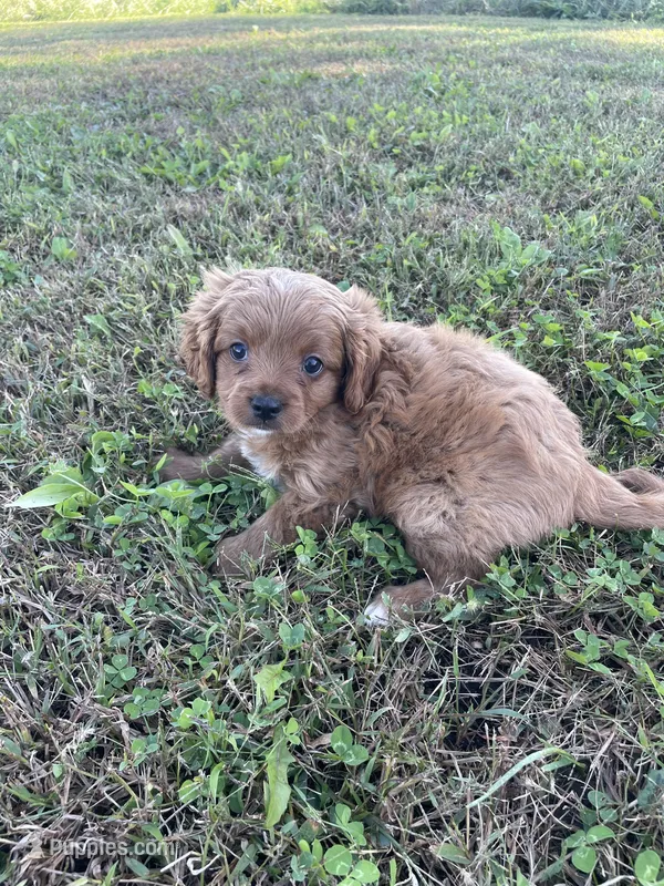 Oliver – Cavapoo puppy for sale in Lancaster, MO
