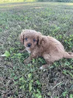 Oliver, a male Cavapoo for sale in Lancaster, MO – 1 of 5