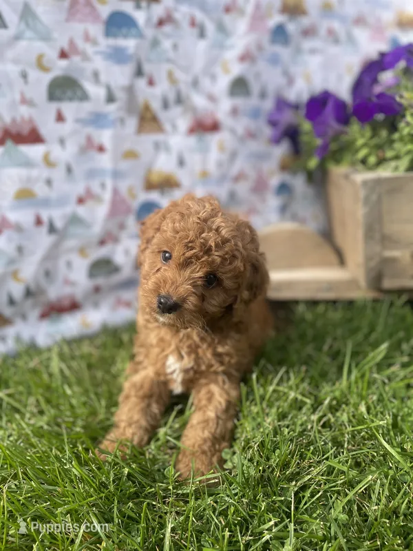 Bellamy  – Cavapoo puppy for sale in Lancaster, MO