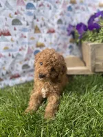 Bellamy , a male Cavapoo for sale in Lancaster, MO – 1 of 7