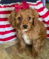 Sparkler, a female Cavapoo for sale in Lancaster, MO – 7 of 7