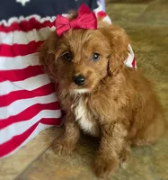 Sparkler, a female Cavapoo for sale in Lancaster, MO – 6 of 7